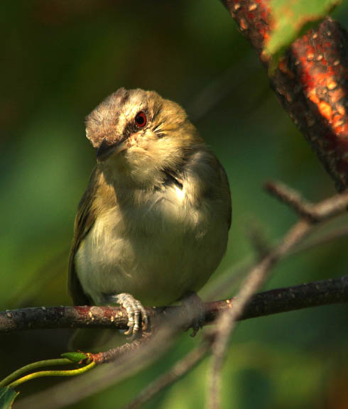 Red-eyed vireo